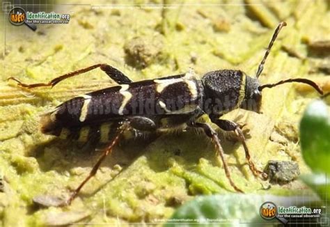 Maycintadamayantixibb Yellow And Black Striped Flying Beetle