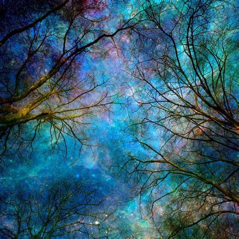 Nature Photography Winter Trees Stars Night Sky