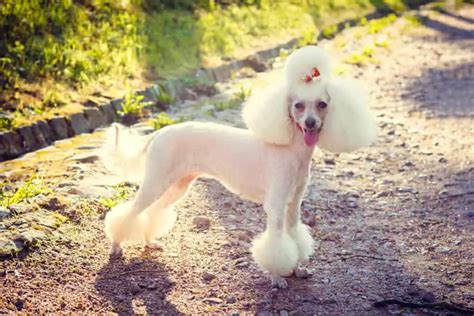 25 Haircuts For Poodles A Helpful Guide With Pictures Poodle Report