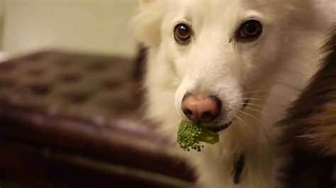 Do Dogs Eat Broccoli Youtube