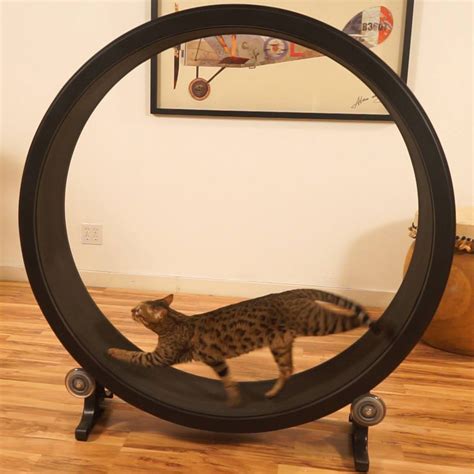 I appreciate everyone is excited about the arrival of your cat wheels and many of you are asking for delivery dates. One Fast Cat - Cat Exercise Wheel