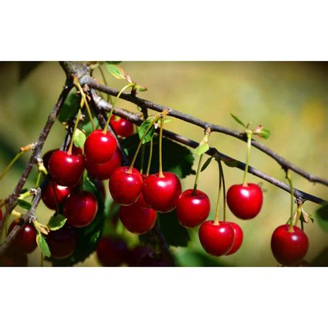 Online Orchards 3 Ft 4 Ft Tall Bare Root Montmorency Pie Cherry