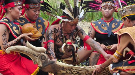 Suku Dayak Asli Newstempo