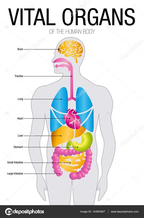 Chart Of Vital Organs With Parts Size 21cm X 30cm Vector Image Stock