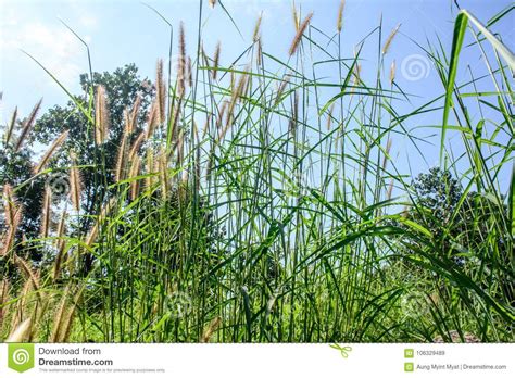 Long Broom Grass Plants With Blue Sky Background Stock Image Image