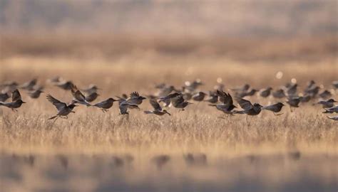 Migrating Birds Use A Magnetic Map To Travel Long Distances