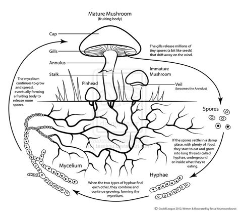 Science Visualized Mushroom Life Cycle By Tesskou Simplified