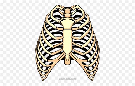 Anatomy Human Rib Cage Ribcage Ribs Skeleton Icon Rib Cage Clipart FlyClipart