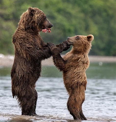 Dancing Bears Rhardcoreaww