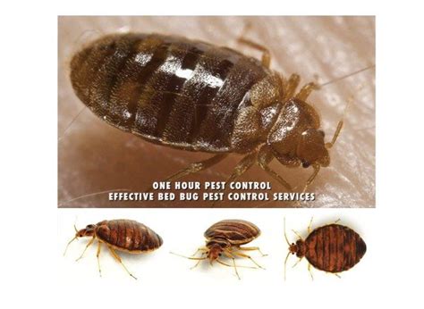 Bug zapper bed bug trap bed bugs cover bed bug ultrasonic bug repeller anti bed bug protector a wide variety of pest control bed bugs options are available to you, such as none, <10 pieces, and included. Shop