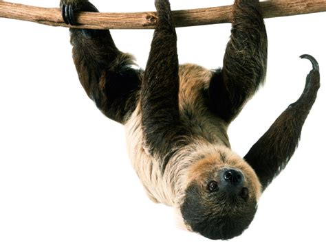 If those who were under the canopy of god´s grace could not be saved, who could? The Canopy Layer | Canopy Layer Animals | DK Find Out