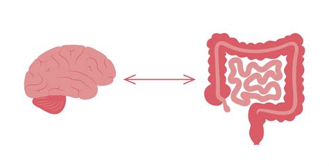 Explaining The Gut Brain Connection How Important It Is