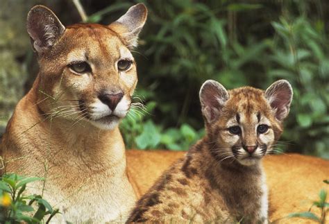 Stop The Mountain Lion Hunt