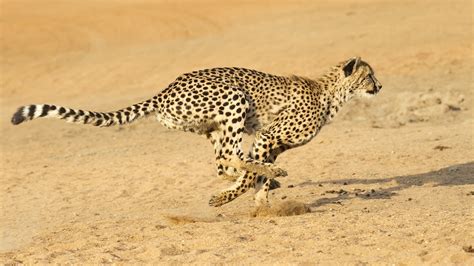 Cheetah Runs The Gauntlet Carnivora