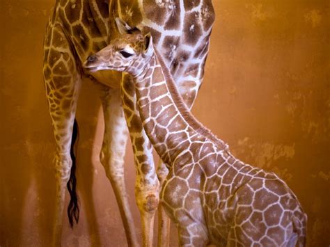 Big Baby Giraffe Calf Born At Atlanta Zoo Live Science