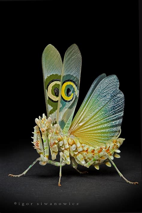 Praying Mantis Cartoon ~ Mantis Praying Clipart Green Royalty Insects