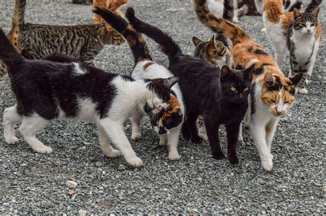 Feral Cats Living In Hawaii Is A Big Problem We All