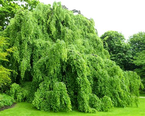 Fagus Sylvatica Pendula Weeping European Beech Tree
