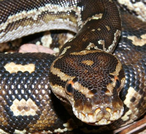 Angolan Python Care Sheet | Reptiles' Cove