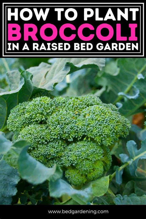 How To Plant Broccoli In A Raised Bed Garden In 2021 Broccoli Plant