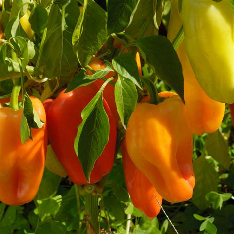 Gypsy Pepper Two Live Pepper Plants Non Gmo Sweet Elongated Shape
