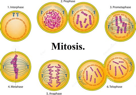 Mitosis Qu Es La Divisi N Celular Fases Y Funciones De La Mitosis