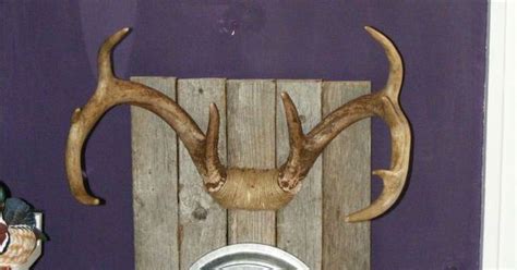 Pine, oak, walnut, and cherry all are fine examples of. DIY Antler Mounting - use twine to cover skull | DIY Inspiration | Pinterest | Fishing report ...