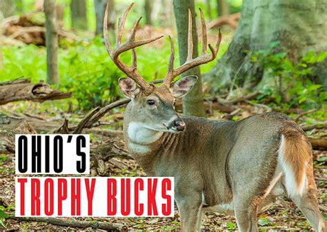 Ohio Trophy Bucks Game And Fish