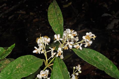 Calophyllum Blancoi Calophyllaceae