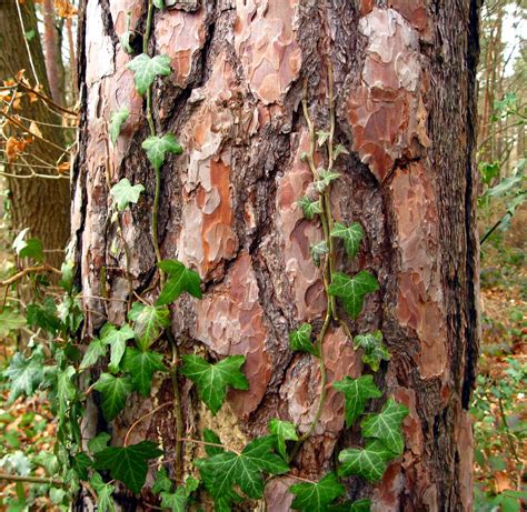 3083940 Background Bark Conifer Forest Nature Pattern Pine