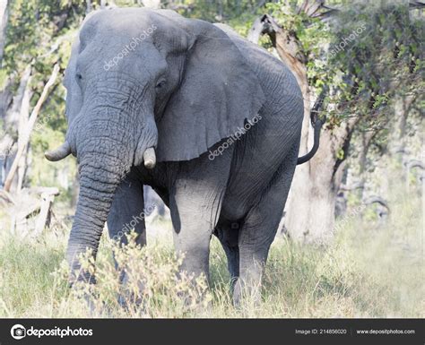 Big Male African Elephant Loxodonta Africana Moremi National Park