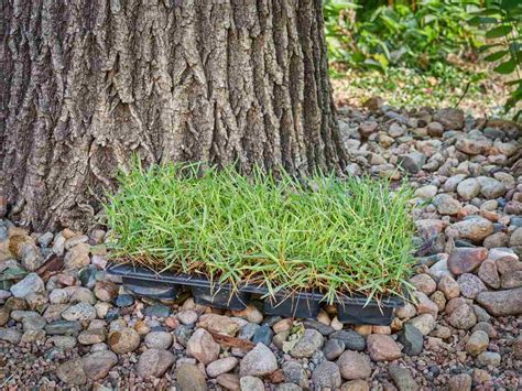 How To Grow A Lawn With Grass Plugs In Steps