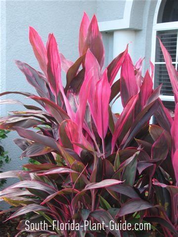 However, the best color is achieved. Dracaenas, Lilies & Other Tropical Accents