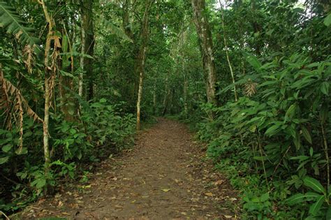 Fondos De Pantalla Vegetación Reserva Natural Camino Ecosistema