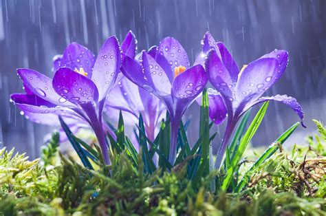 Blumen Im Regen Natur Motivwelten Fototapete Online