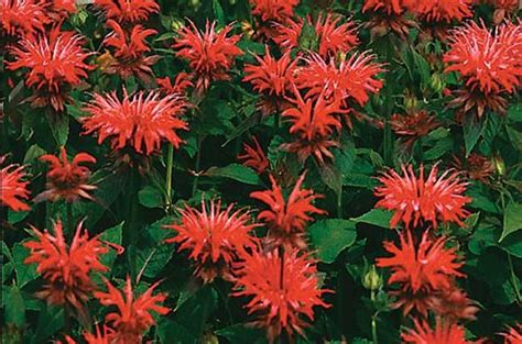'chinensis' only reaches heights of 13' to 30' and is only hardy in zones 6 to 10. Bee Balm (Monarda didyma, Zones 3 to 9) You can find newer ...