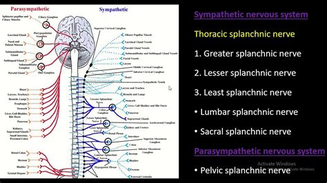 Autonomic Nerves Thoracic Splanchnic Nerves The Nerves Of