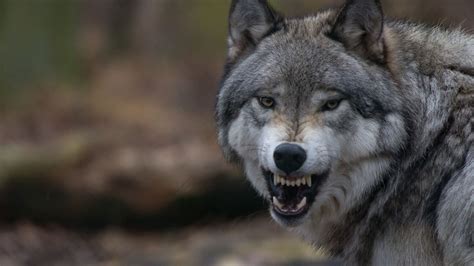 Find best wolf wallpaper and ideas by device, resolution, and quality (hd, 4k) from a curated website list. Animal Wolf With Angry Face 4K 5K HD Animals Wallpapers | HD Wallpapers | ID #35764