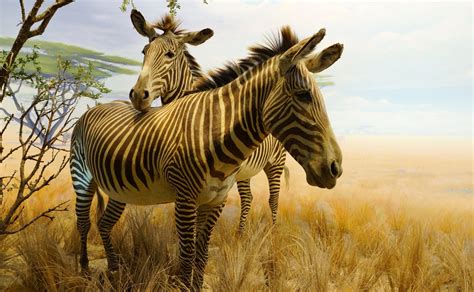 Animal Zebra 4k Ultra Hd Wallpaper