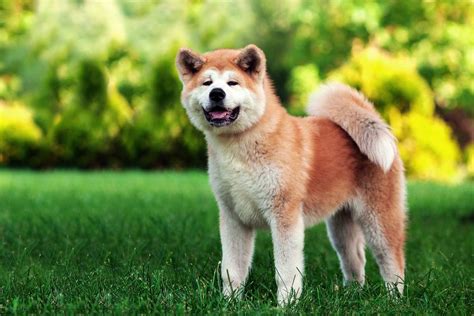 100 Japanese Dog Names And Their Super Cool Meanings Daily Paws