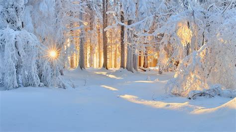 White Forest Path Snow Winter Sunlight Wallpapers