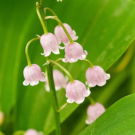 Health Benefits of Lily of the Valley 𝐁𝐞𝐬𝐭𝐫𝐚𝐭𝐞𝐝𝐡𝐨𝐦𝐞