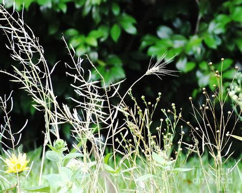 Grasses Photograph By Lizi Beard Ward Pixels