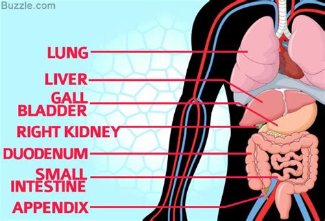The liver would be found above these on the right. Pain on the Right Side of the Abdomen-Things You Need to Know