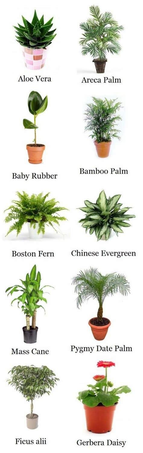 37 Palm Tree House Plant Names