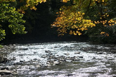 Free Images Landscape Tree Nature Forest Creek Wilderness Leaf