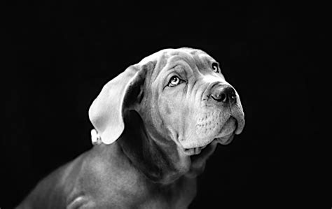 The black and white allows your photo to reveal its natural beauty, bringing out the contrasts of light. Pet Portraits Derby | Professional & Affordable Studio ...