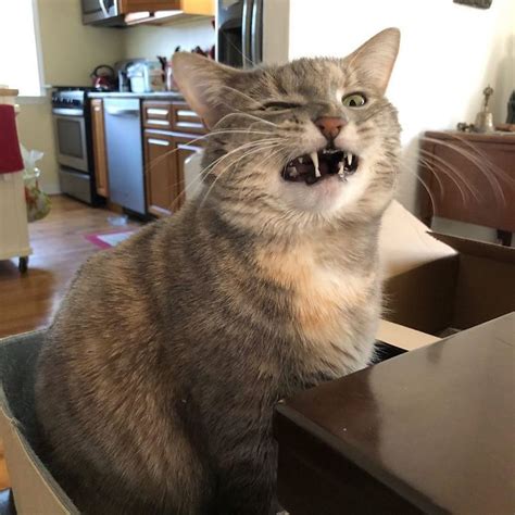 The Unflattering Cat Photo Challenge 15 Hilarious Moments