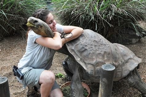 What Can Giant Tortoise Dna Tell Us About Cancer And Ageing Ask