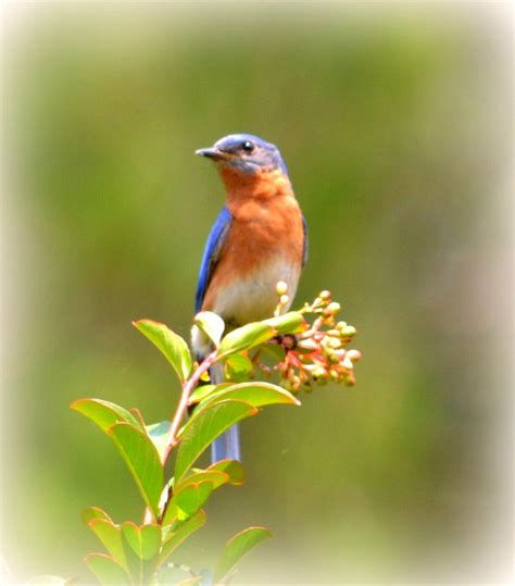 Backyard Birds Flickr